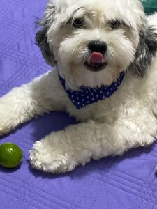 Saralia aka gummies15 new hot onlyfans leaked nudes